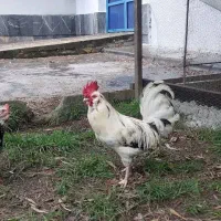 یک جفت مرغ و خروس برهما و خروس محلی