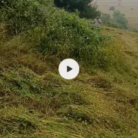 علوفه چمن کوهستانی