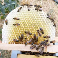 زنبور