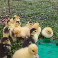 جوجه اردک اسرائیلی
