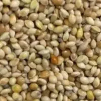 فروش عمده ارزن محلی
