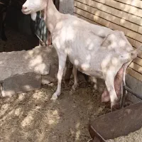 سانن آلپاین
