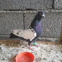 کفتر فروشی. یا. معاوضه