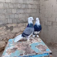 کبوتر|پرنده|محمدیار, |دیوار