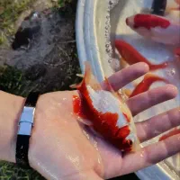 مولد ماهی قرمز  جوان و خوش رنگ