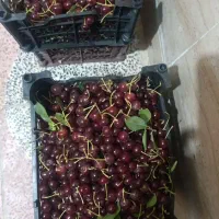 فروش آلبالوبومی