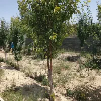 باغچه هفتصد متری چهاردیواری سنددار