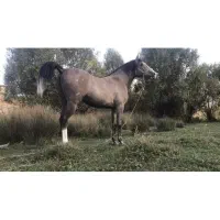 اسب نریون دره شور چهار سال