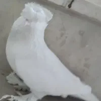 کبوتر راغبی سفید کاکولی وپاپر