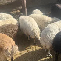 میش گوشتی جوان