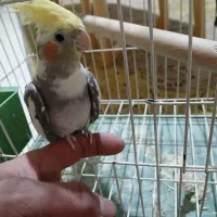 عروس هلندی مولدباقفس معاوضه