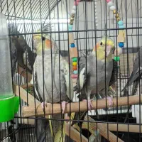 8 عدد عروس هلندی
