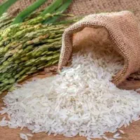 برنج درجه یک کشت دوم فریدون کنار