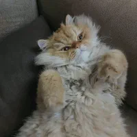 گربه بریتیش اسکاتیش نر و عقیم شده ۱۱ ماهه