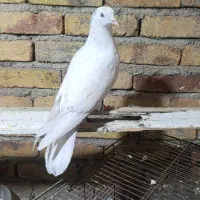 کبوتر ماده