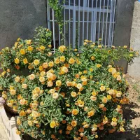 فروش باغ