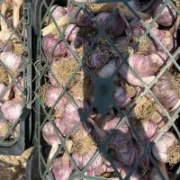 فروش سیر بذری درجه 1