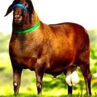 *ز یرفی تمام شَهر*دام زنده(شکمخالی)بشرط خونی