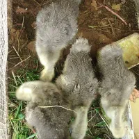 جوجه قوغاز و جوجه عروس هلندی