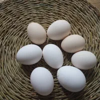 تخم مرغ محلی