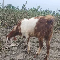 بز ماده