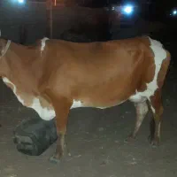 فروش گاو با گوساله ماده
