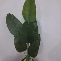 درختچه
