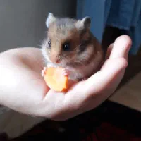 بچه همسترهای بامزه آماده فروش