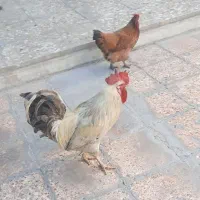 مرغ و خروس