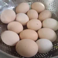 تخم مرغ محلی
