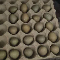 تخم نطفه دار تیرنگ