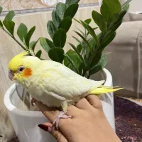 طوطی عروس هلندی  نژاد زعفرانی و چشم شرابی
