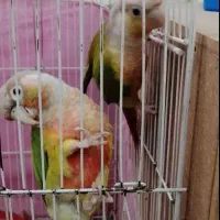 گرینچیگ آناناسی قرمزی بالا