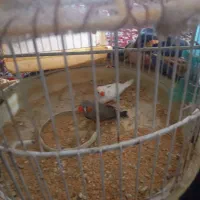 نروماده فنچ