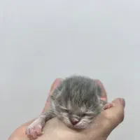 بچه گربه