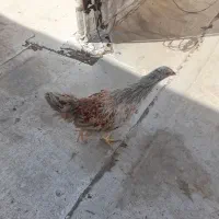 مرغ