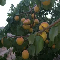 تهاتر باغ ۲۳۰۰متری با آپارتمان متراژ(۷۰متری تا ۱۲۰