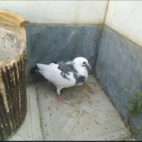 کبوتر شهری