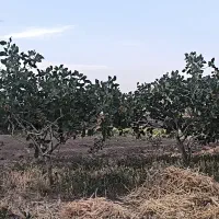 زمین-باغ-پسته