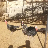 بوقلمون بالغ