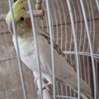 عروس هلندی