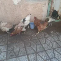 مرغ .خروس