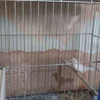فنچ بنگالی سفید کاکلی