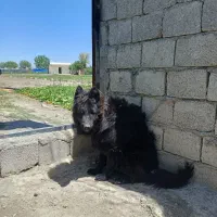 سگ ژرمن بلک