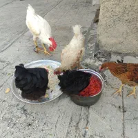 مرغ خروس فروشی