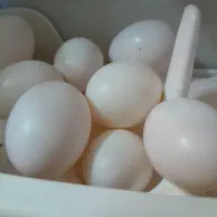 تخم‌کفتر‌یاکبوتر