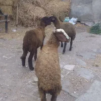 بره|حیوانات مزرعه|اردبیل, |دیوار