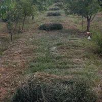 یونجه