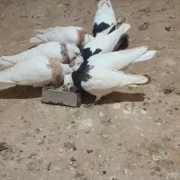 طوقی