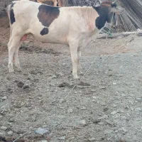 گوساله نر چاق